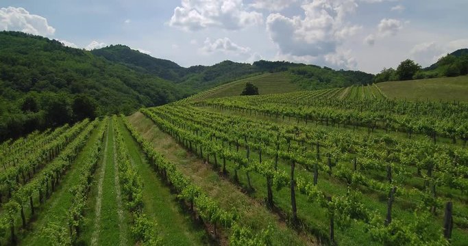 Aerial video in an amazing vineyards landscape, with drone, above vineyards in a beautiful day.