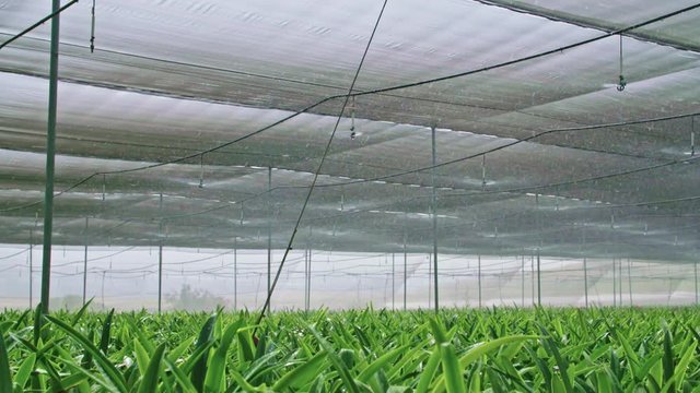 Slow motion - water sprinkers watering Amaryllis plants inside a greenhouse