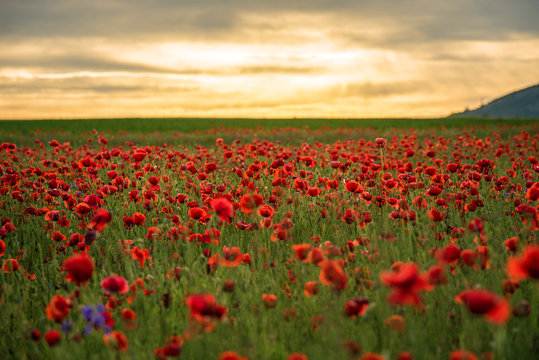 Poppy field at sunset. © ba11istic