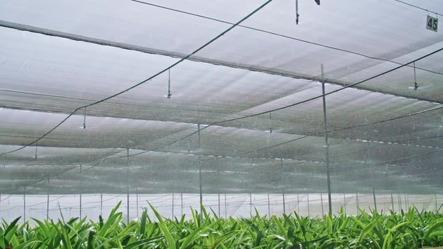 Slow motion - water sprinkers watering Amaryllis plants inside a greenhouse
