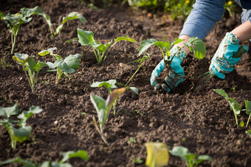 Closeup of farmer's hands planting garden vegetables into soil. Garderning.