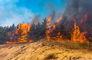 Development of forest fire. Flame is starting damage of trunk