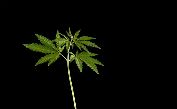 Young Green Leaf Cannabis plant detail isolated on black background