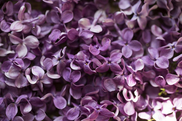 Lilac flowers. 