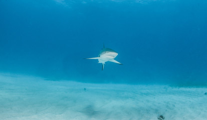 Caribbean reef shark