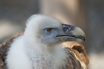 Vulture 
