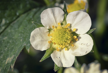 Strawberry Macro Blossom Flower