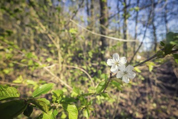 White Cherry Flower on Tree Branch