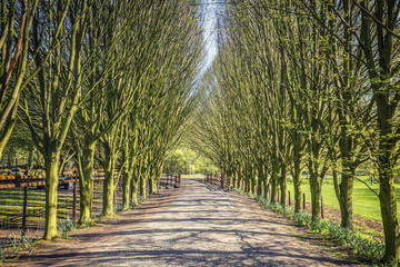Spring Tree Alley on Bright Sunny Day