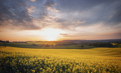 Sunrise over Blooming Rapeseed Field at Spring