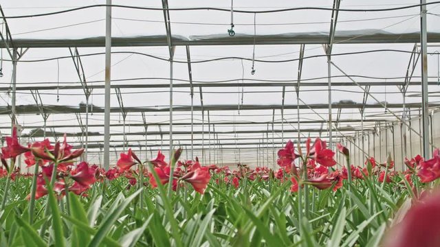 Amaryllis plants inside a large nethouse