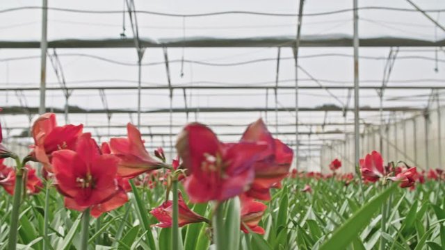 Amaryllis plants inside a large nethouse