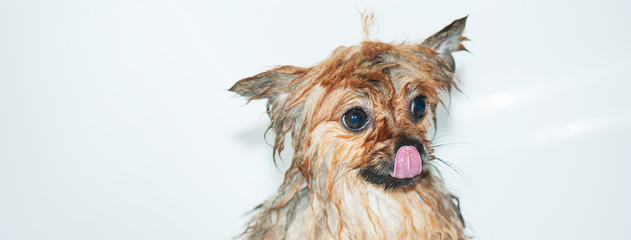 The woman hand washes the littly puppy. Panorama