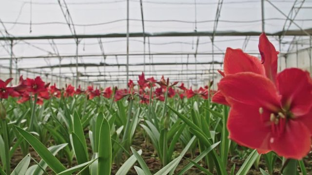 Amaryllis plants inside a large nethouse