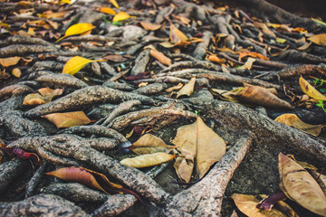 Roots. Entangled roots of the old ficus.