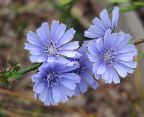 Chickory - Cichorium intybus var. sativum