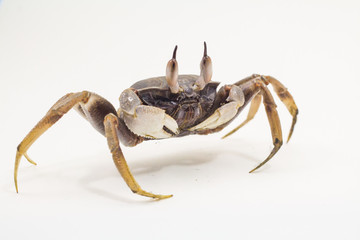 White background Horn-eyed ghost crab Ocypode ceratophthalmus form Phuket Thailand