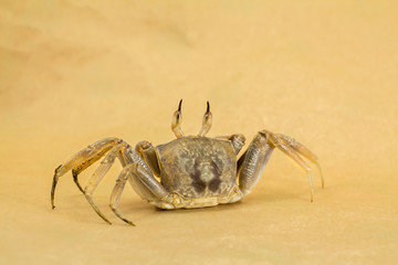 Ghost crab Brown background Ocypode ceratophthalmus from phuket Thailand