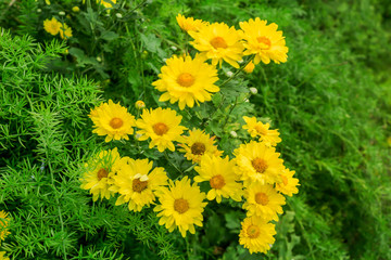 Yellow flower  background at Hong Kong Island