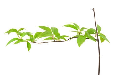 Naklejka premium Bird cherry (Prunus padus) branch in spring. Isolated on white background.