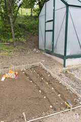 Planting potatoes in vegetable garden