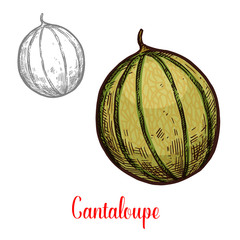 Cantaloupe fresh exotic fruit