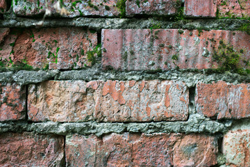 Old brick wall with green moss.