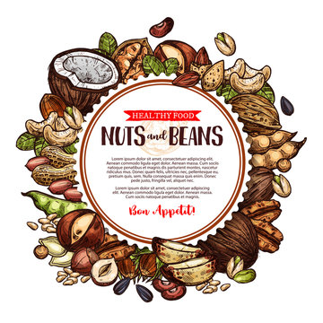 Nuts and beans vector natural sketch poster