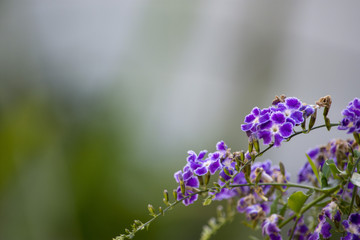 Blue-Purple Flower