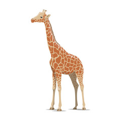 Obraz premium Żyrafa wektor dzikie zwierzę na białym tle ikona