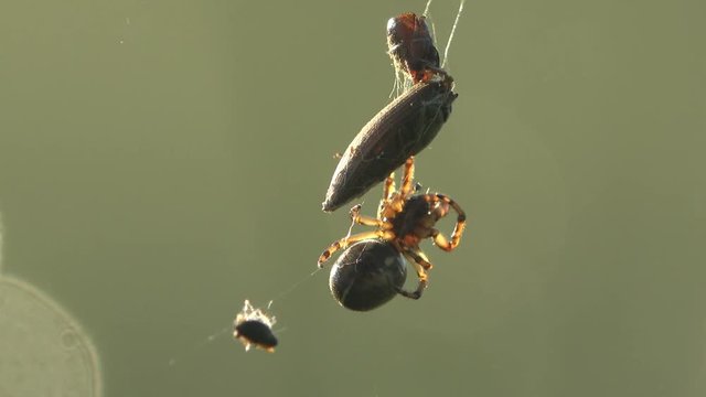 Spider is sitting on web ready to attack macro, beetle caught in spider web. Insect close up