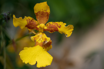 Orchidee
