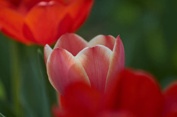 Several colorful tulips. A red flower is illuminated by sunlight. Soft selective focus.Object closeup. Bright colorful background. Motif of the concept of spring in nature. Photo for your design.