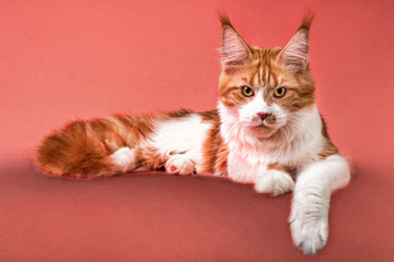 Portrait of red and white maine coon kitten on pink background, toned, isolated.