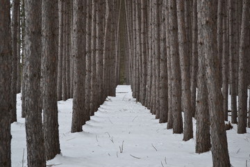 Winter Woods