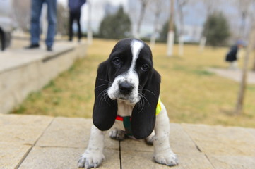 The lovely puppy in the park