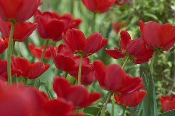 A group of beautiful decorative red tulips on a green background in a flowerbed in the garden. motif of the concept of spring in nature. Photo for design. Flowers lit by the rays of the sun.