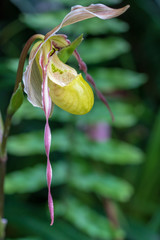 Obraz premium Frauenschuh