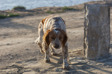 Cani randagi