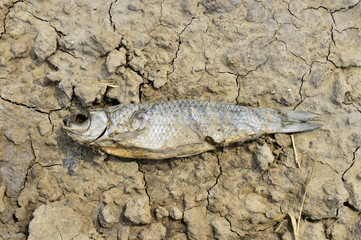 The dead fish