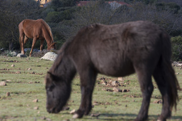 Fototapeta premium Cavalli del Golgo