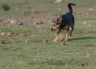 Cani randagi