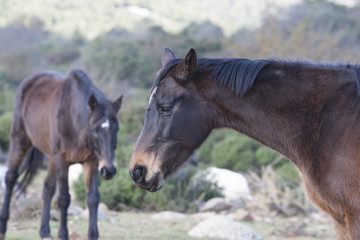 Obraz premium Cavalli del Golgo