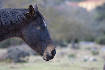 Fototapeta premium Cavalli del Golgo