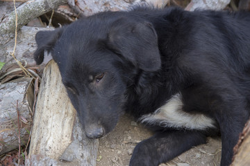 Cane del Taglialegna 