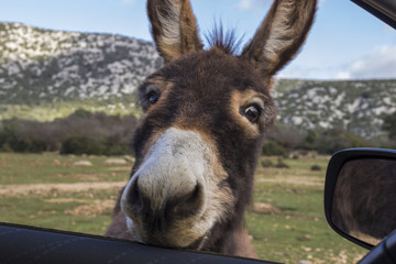 Asini del Golgo Sardegna, Baunei