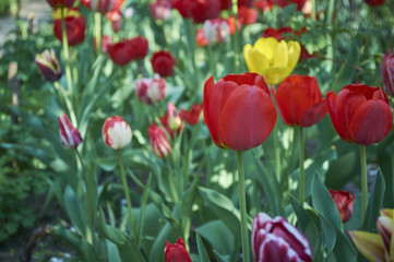 A group of decorative tulip flowers on a green background in a flowerbed in the garden. motif of the concept of spring in nature. Photo for your design.
