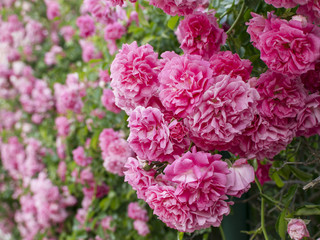 pink colored roses with green leaves