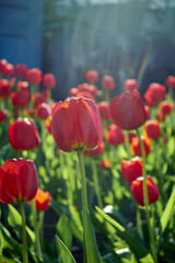 A group of beautiful decorative red tulips on a green background in a flowerbed in the garden. motif of the concept of spring in nature. Photo for design. Flowers lit by the rays of the sun at sunset