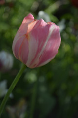 One Decorative pink  tulip flower close-up on a dark green background. motif of the concept of spring in nature. 
photo for your design.